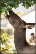 Elk - Wapiti - Cervus canadensis