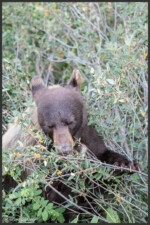 American black bear - Ours noir - Amerikanischer Schwarzbär - Banff National Park, Canada