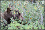 American black bear - Ours noir - Amerikanischer Schwarzbär - Banff National Park, Canada