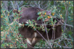 American black bear - Ours noir - Amerikanischer Schwarzbär - Banff National Park, Canada