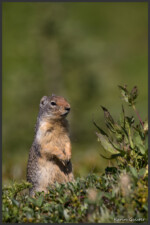 Columbian ground squirrel - Spermophile de Colombie - Columbia-Ziesel