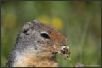 Columbian ground squirrel - Spermophile de Colombie - Columbia-Ziesel