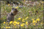 Columbian ground squirrel - Spermophile de Colombie - Columbia-Ziesel