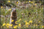 Columbian ground squirrel - Spermophile de Colombie - Columbia-Ziesel