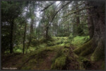 Temperate rainforest - Forêt humide temperée - Gemäßigter Regenwald - Haida Gwaii, Canada