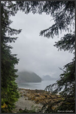Temperate rainforest - Forêt humide temperée - Gemäßigter Regenwald - Haida Gwaii, Canada