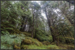 Temperate rainforest - Forêt humide temperée - Gemäßigter Regenwald - Haida Gwaii, Canada