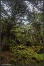 Temperate rainforest - Forêt humide temperée - Gemäßigter Regenwald - Haida Gwaii, Canada