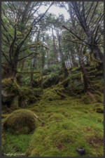 Temperate rainforest - Forêt humide temperée - Gemäßigter Regenwald - Haida Gwaii, Canada