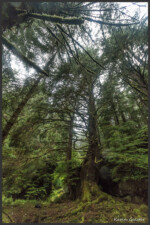 Temperate rainforest - Forêt humide temperée - Gemäßigter Regenwald - Haida Gwaii, Canada