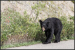 American black bear - Ours noir - Amerikanischer Schwarzbär- Jasper National Park, Canada