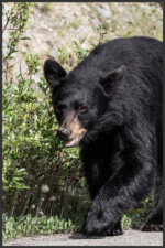American black bear - Ours noir - Amerikanischer Schwarzbär - Jasper National Park, Canada