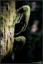 Witch's hair lichen - Lichen ''cheveux de sorcière'' - Baumbart-Flechte