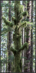 Witch's hair lichen - Lichen ''cheveux de sorcière'' - Baumbart-Flechte