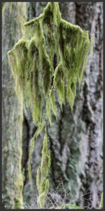 Witch's hair lichen - Lichen ''cheveux de sorcière'' - Baumbart-Flechte