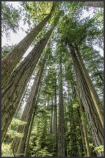 Cathedral Grove, Vancouver Island, Canada