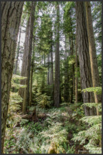 Cathedral Grove, Vancouver Island, Canada
