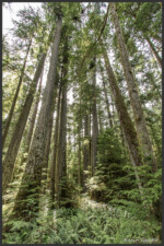 Cathedral Grove, Vancouver Island, Canada