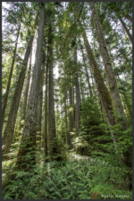 Cathedral Grove, Vancouver Island, Canada
