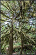 Cathedral Grove, Vancouver Island, Canada