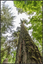 Cathedral Grove, Vancouver Island, Canada