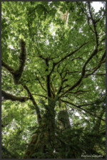 Cathedral Grove, Vancouver Island, Canada