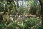 Cathedral Grove, Vancouver Island, Canada