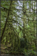Cathedral Grove, Vancouver Island, Canada