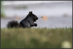 Eastern grey squirrel - Écureuil gris - Grauhörnchen