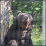 Max, the blind bear at Libearty Bear Sanctuary, Zărnești, Romania