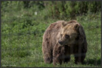 Brown bear at Libearty Bear Sanctuary, Zărnești, Romania