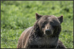 Brown bear at Libearty Bear Sanctuary, Zărnești, Romania