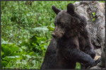 Eurasian brown bear, Carpathian Mountains Romania - Ous brun, Carpates, Roumanie - Europäischer Braunbär, Karpaten, Rumänien