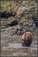 Grizzly bear - Ours grizzly - Grizzlybär
Canada